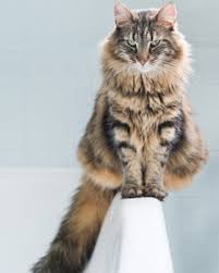 That is the reason why people resort to anonymous chats. Norvegien Race De Chat Yummypets