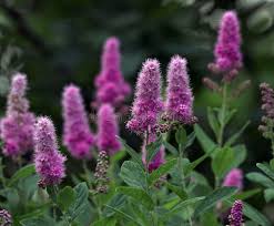 Image result for Spiraea billardii