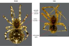 Image result for Scythris crypta