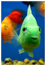 Use The Following Words In A Ten Minute Free Write 1 Fish 2 Glared And 3 Orange Or Lime Standards L5 W3 Akvaryumlar Hayvanlar Alemi Evcil Hayvanlar