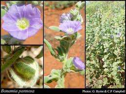 Image result for Bonamia