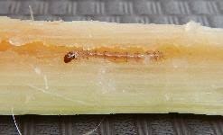 Sugarcane or sugar cane refers to several species and hybrids of tall perennial grass in the genus saccharum, tribe andropogoneae, that are used for sugar production. Eny 406 Ig065 Insect Management In Sugarcane