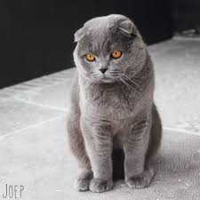 Scottish Fold Scottish Fold Cats Pets