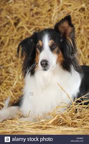 Puppies will come with a 1 year genetic health guarantee and vet. Bernese Mountain Dog Border Collie Mix Puppies Sale Off 55 Www Usushimd Com