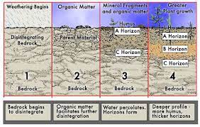 Steps To Soil Formation Soil Formation Soil Layers Soil