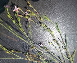 Image result for Oldenlandia geophila