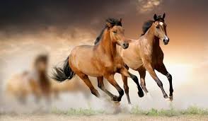 Dincolo de încrengăturile complicate ale unei afaceri trasnfrontaliere cu ramificații dubioase. Poze Cu Cai Posts Facebook