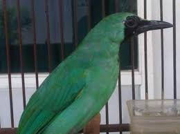 Burung cucak jenggot dan burung kapas tembak umumnya digunakan sebagai burung master. Gambar Burung Cucak Ijo Mati Gambar Burung Wallpaper