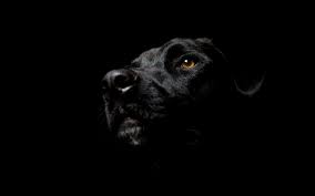 Black Wallpapers Hd Wallpapers Inn Chernye Sobaki Chernyj Labrador Fotografii Sobak