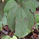 Image result for Cissus aralioides