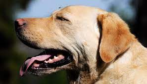 How To Identify And Treat Bug Bites On Dogs Natural Dog Company