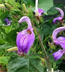 Image result for Brillantaisia owariensis