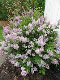 Little Kim Lilac Flowering Bushes Plants Lawn And Garden