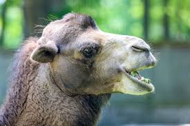 Serious camel traders can buy an elite camel for hundreds of thousand of dollars. Potter Park Zoo On Twitter It S The Bactrian Camel Did You Get This Week S Trivia Tuesday Correct Comment Below Learn More About Camels Https T Co Myqgd8ubyq Triviatuesday Https T Co Nux9emvj7j
