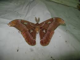 Image result for Maranthes