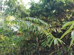Image result for Ficus stuhlmannii