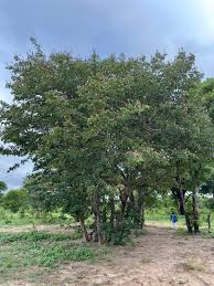 Image result for Baikiaea