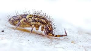 Since you noted that these little bugs were light in color and didn't mention any jumping, my bet is they are booklice or a close relation. How To Get Rid Of Springtails Do My Own