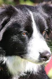 Breed Of The Month Border Collie