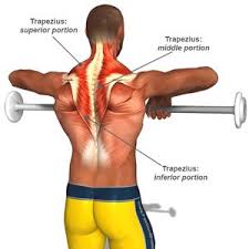 Neck Traps Strength Training Exercises My Chiropractic Recommended For Me To Strengthen This Area Since I Neck Exercises Trapezius Workout Shoulder Workout
