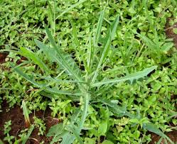 Image result for Sonchus bipontini