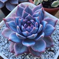 Then you are missing out golden opportunities to decorate your home with you can grow cactus plants in very aesthetic ways inside your home. Best Cactus And Succulent Planting Succulents Plants Purple Succulents