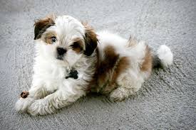 These malshi or maltese shih tzu mix pups love people and other pets. Maltese Shih Tzu Dog Breed Everything About The Malshi