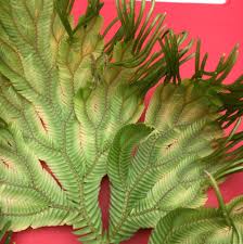 Image result for Selaginella dregei