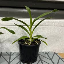 Image result for Angraecum calceolus