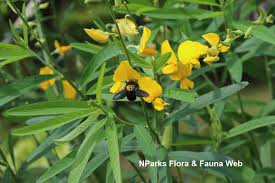 Image result for Crotalaria parvula