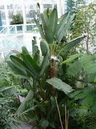 White Bird Of Paradise Images Strelitzia Alba White Bird Of Paradise World Of Flowering Plants White Bird Planting Flowers Birds Of Paradise