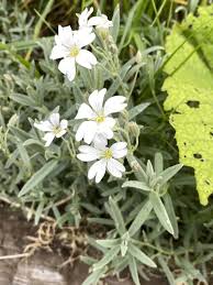 Image result for Cerastium afromontanum