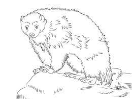 Maybe you would like to learn more about one of these? Cute Wolverine Coloring Page Animal Coloring Pages Wolverine Animal Coloring Pages
