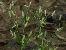 Image result for Fimbristylis squarrosa