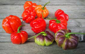 Aji Cachucha Purple Splotched Secret Seed Cartel