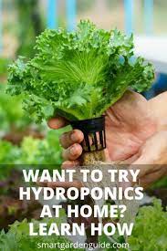 Getting Started In Hydroponics Hydroponics For Beginners This Guide Will Tell You All About Growi Hydroponic Growing Hydroponics Diy Hydroponic Gardening Diy