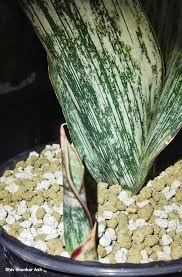 Image result for Actinanthella