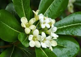 Image result for Pittosporum tobira