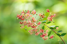 Image result for Lawsonia