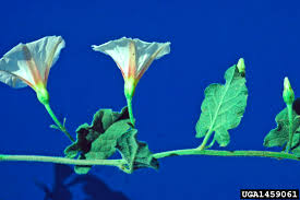 Image result for Convolvulus arvensis