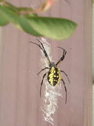Black And Yellow Striped Spider Picture Of Argiope Aurantia Black And Yellow Garden Spider Female Dorsal Webs Garden Spider Spider Pest Control Roaches