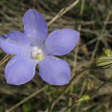 Image result for Wahlenbergia subaphylla