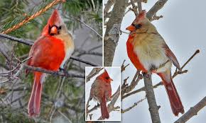 The female cardinal is so dull because she needs to blend in. Pennsylvania Bird Watcher Spots A Stunning Rare Cardinal That Is Half Male And Half Female Daily Mail Online