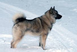 Image result for norský losí pes šedý