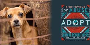 You might be one of these wonderful people to go further to support the cause! Animal Rescue Corps Linkedin