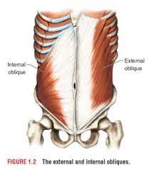 Excerpts Muscle Anatomy Anatomy Bones External Oblique