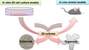 Cell culture started in the 1800s and with time, the trend of exploring new domains of cell culture technology to excel in biomedical and clinical research. Methodological Aspects And Pharmacological Applications Of Three Dimensional Cancer Cell Cultures And Organoids Sciencedirect
