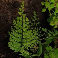 Image result for Cheilanthes viridis