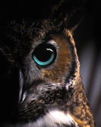 embedded image eulen tapete eulenaugen eulen fotos
