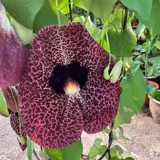 Image result for Aristolochia littoralis